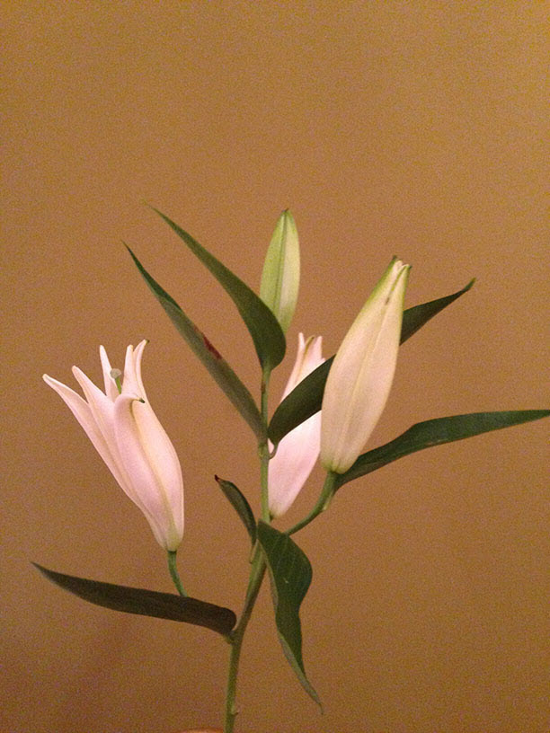 Close-up of a vibrant flower placed on a side table inside a luxurious hotel in India